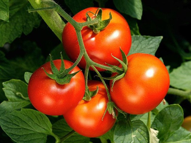 agroexpert.az - Pomidorun saxlanma şəraiti